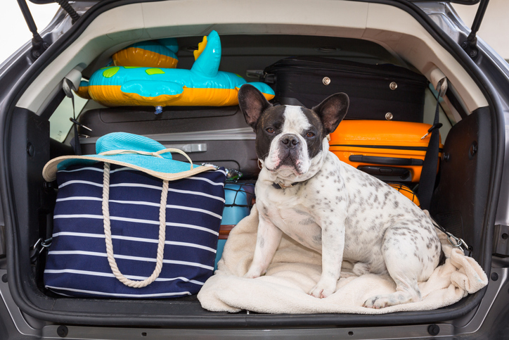 A dog prepares for a road trip to the beach