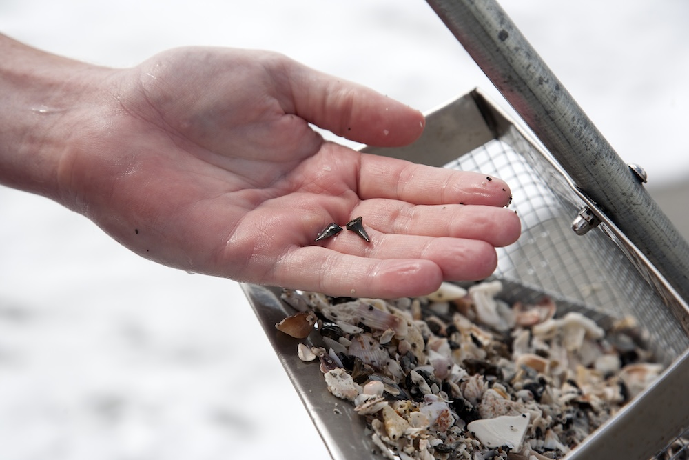 Hunting for shark teeth.