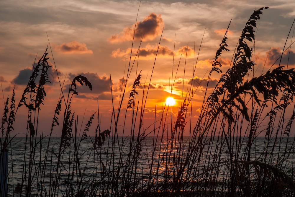 Sea Oats at Sunset along the Beach.